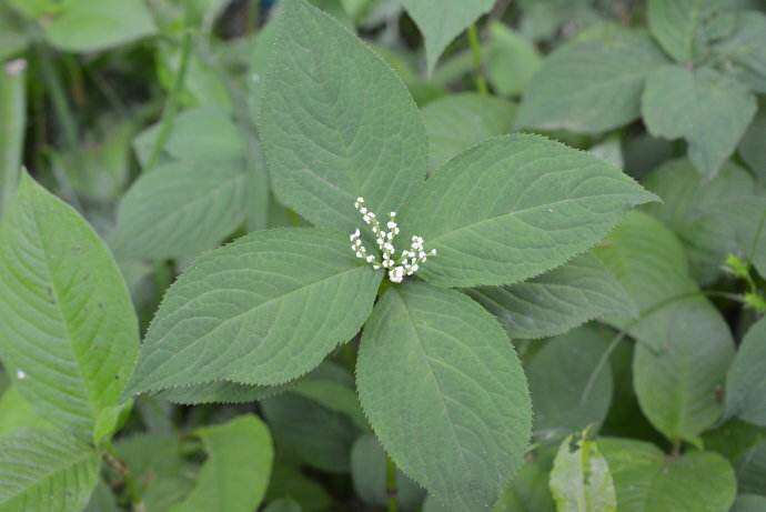 中药材药性及功效,及己药用功效