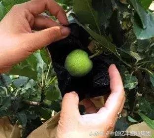 水果不甜有什么办法补救,水果怎么比较不甜