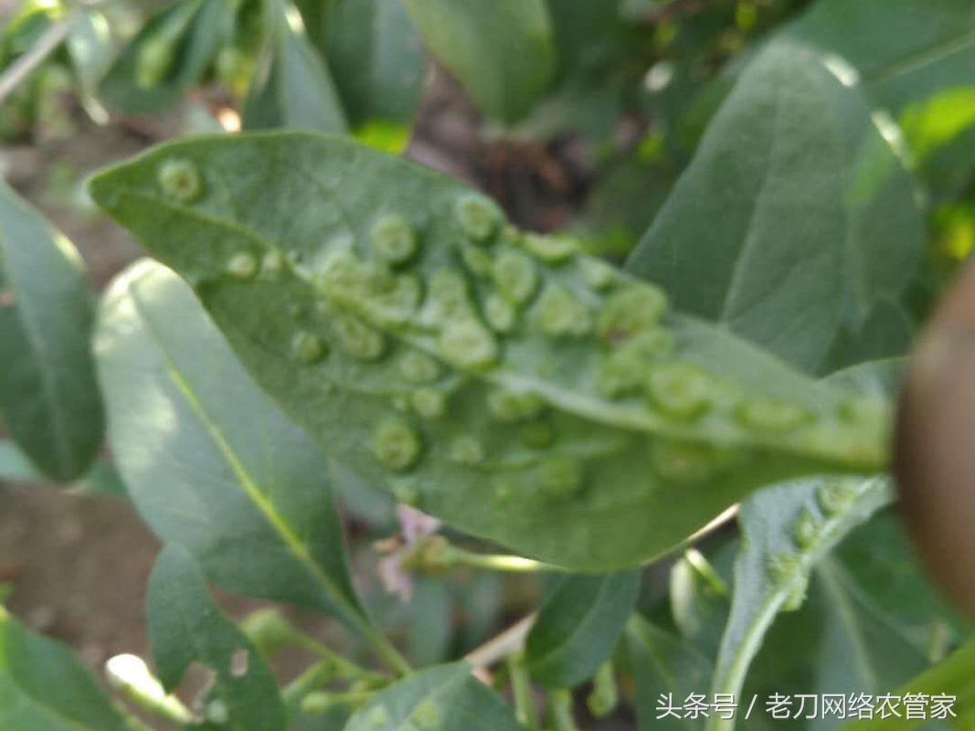 枸杞瘿螨用什么农药,枸杞瘿螨用阿维菌素