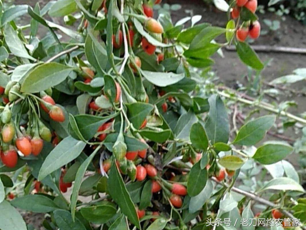 枸杞瘿螨用什么农药,枸杞瘿螨用阿维菌素