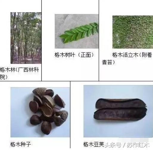 红木知识冒充红木,铁力木未入红木国标之谜