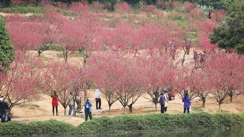 11月新规抢鲜看，顺德人迎来一大波好消息！