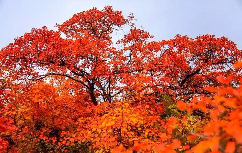 这个季节韩城的花椒是最美的风景,韩城冬季好玩的免费景点