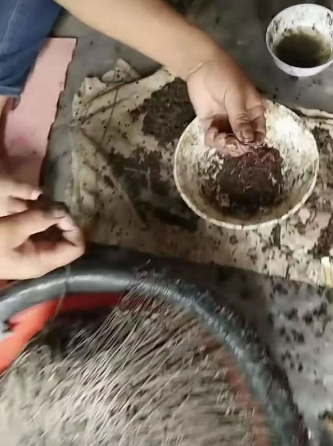 诱捕甲鱼的制作方法,7种诱捕甲鱼的绝技和捕捉秘诀