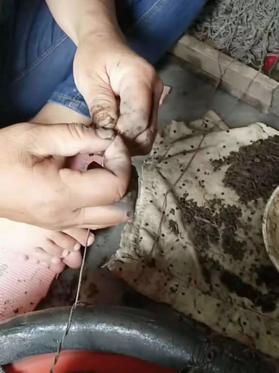 诱捕甲鱼的制作方法,7种诱捕甲鱼的绝技和捕捉秘诀