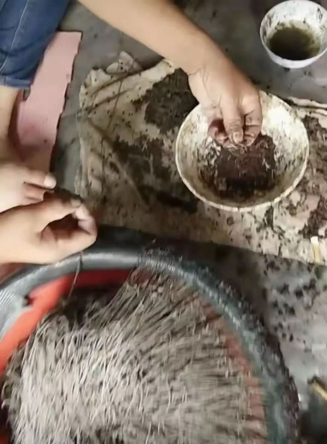 诱捕甲鱼的制作方法,7种诱捕甲鱼的绝技和捕捉秘诀