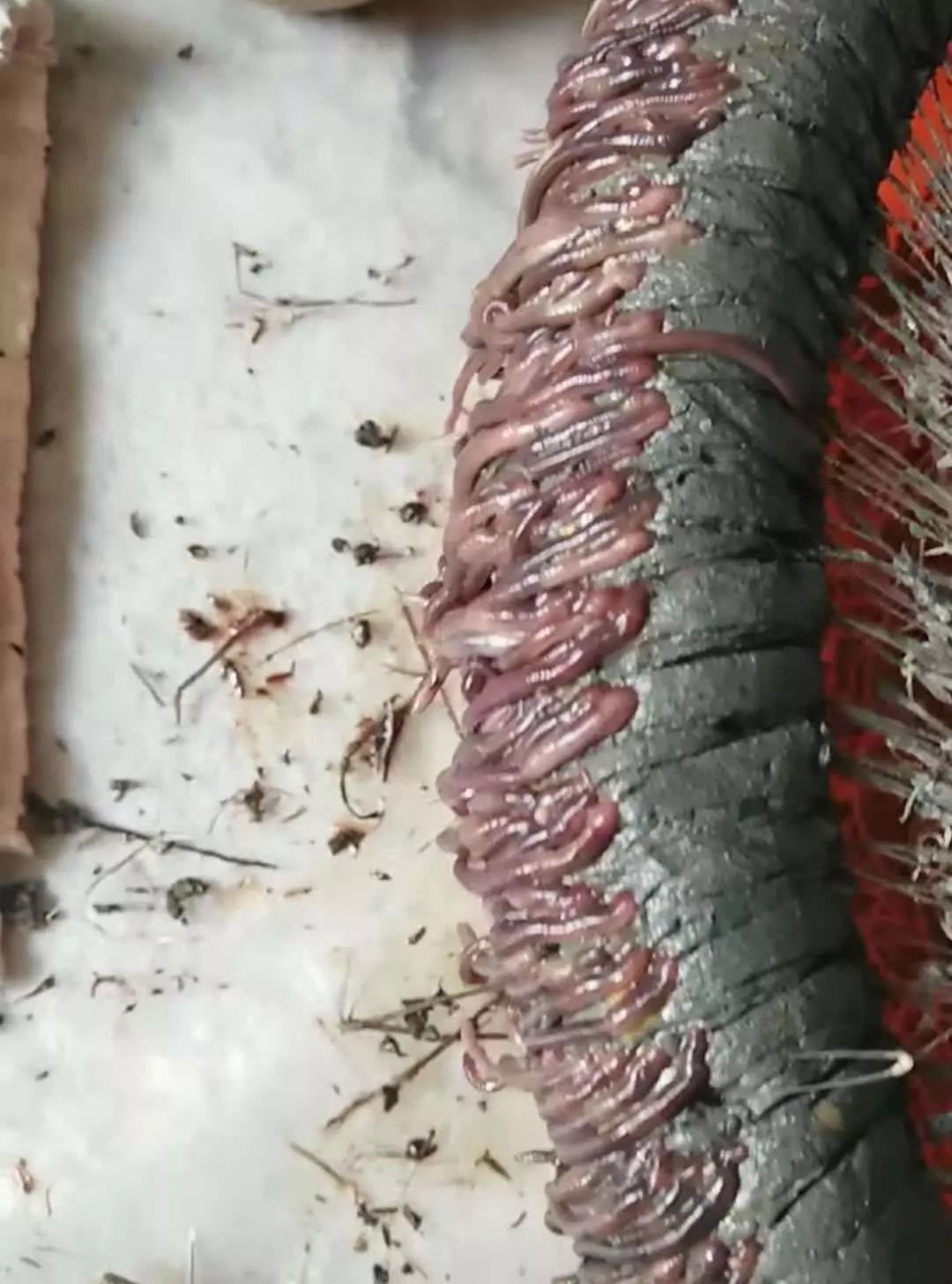 诱捕甲鱼的制作方法,7种诱捕甲鱼的绝技和捕捉秘诀