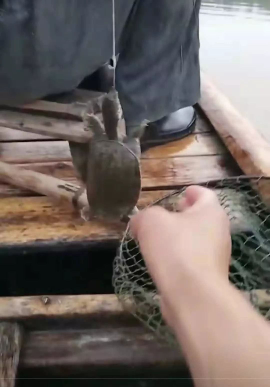 诱捕甲鱼的制作方法,7种诱捕甲鱼的绝技和捕捉秘诀