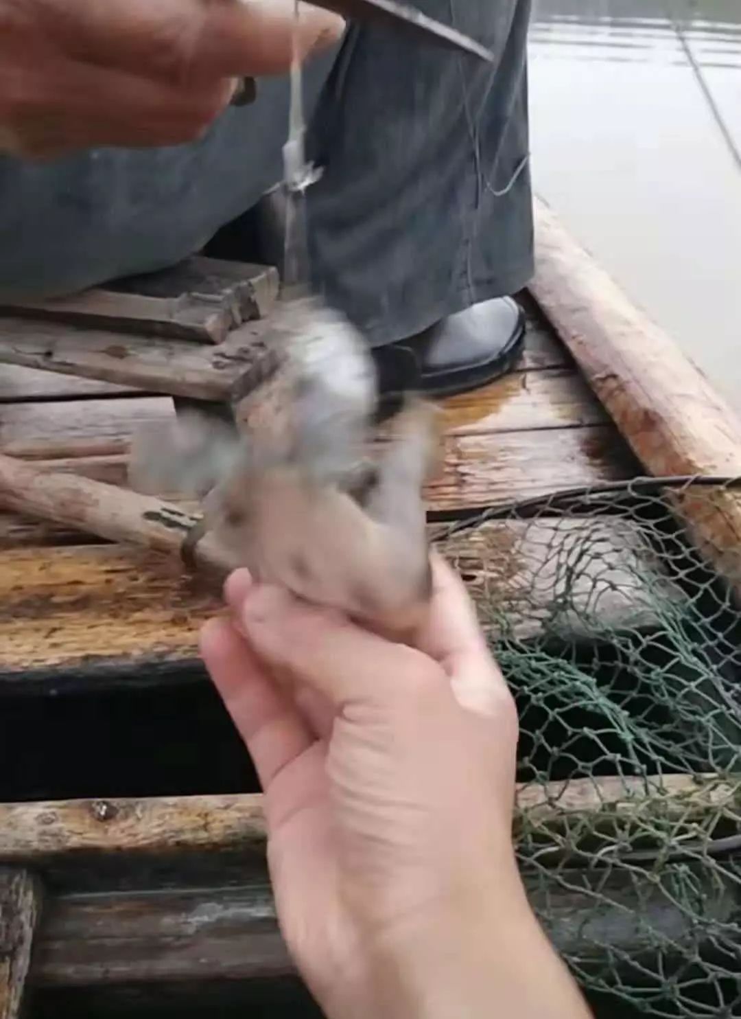 诱捕甲鱼的制作方法,7种诱捕甲鱼的绝技和捕捉秘诀