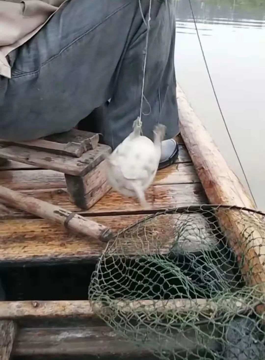 诱捕甲鱼的制作方法,7种诱捕甲鱼的绝技和捕捉秘诀