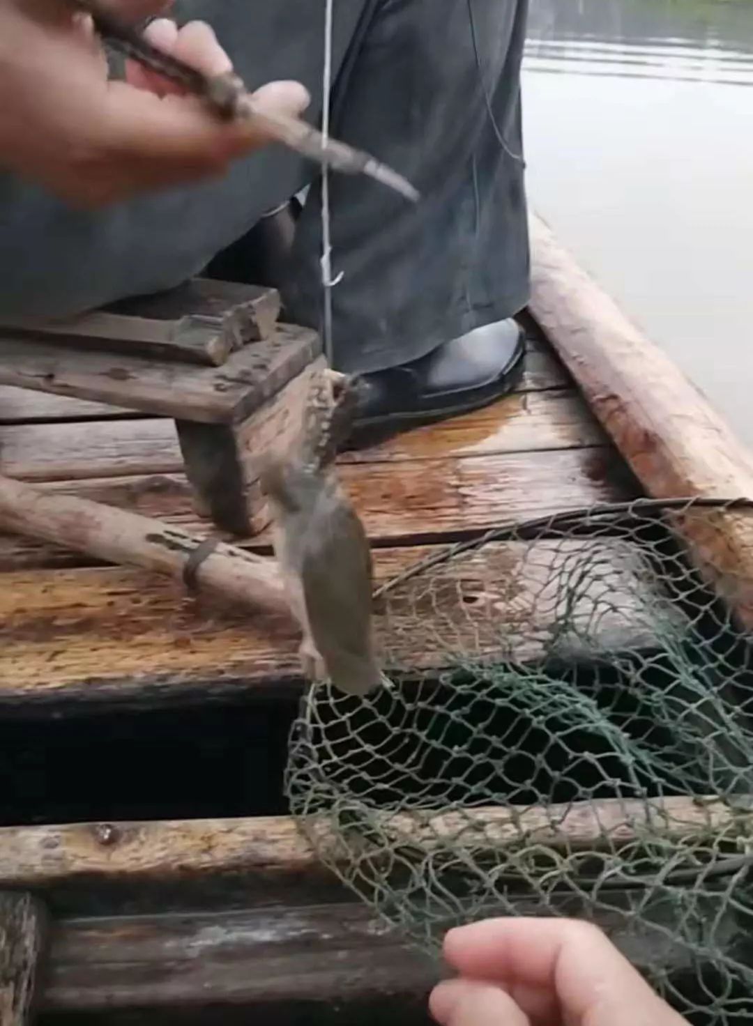 诱捕甲鱼的制作方法,7种诱捕甲鱼的绝技和捕捉秘诀