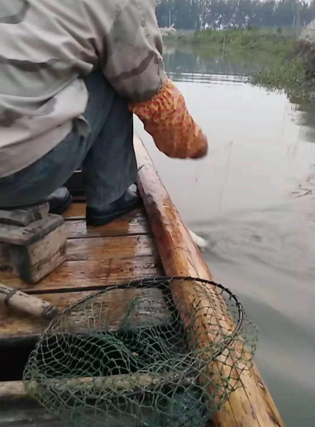 诱捕甲鱼的制作方法,7种诱捕甲鱼的绝技和捕捉秘诀