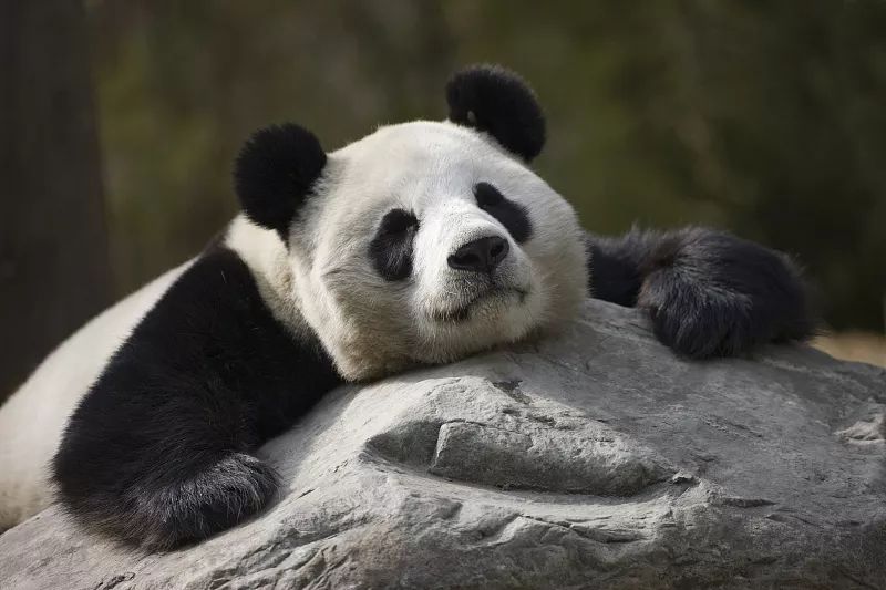 致世界文化名城成都,来自星巴克的邀请