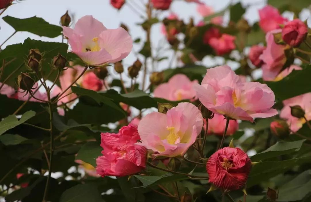 致世界文化名城成都,来自星巴克的邀请