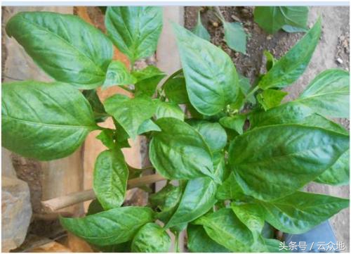 辣椒虫害防治用什么药,辣椒大田移栽如何防治虫害