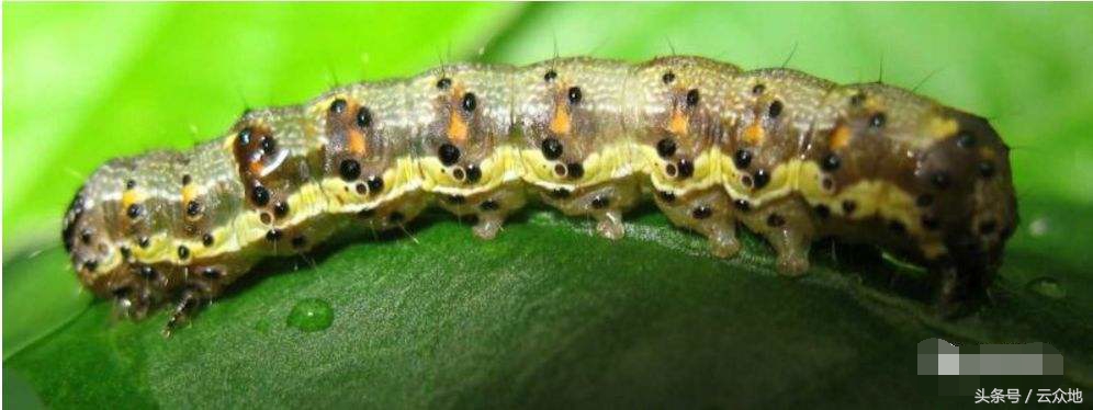 辣椒虫害防治用什么药,辣椒大田移栽如何防治虫害