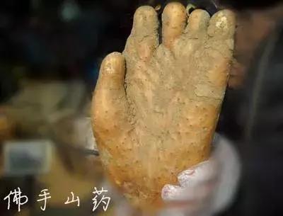 佛手山药山药之王,佛手山药适合什么土壤种植