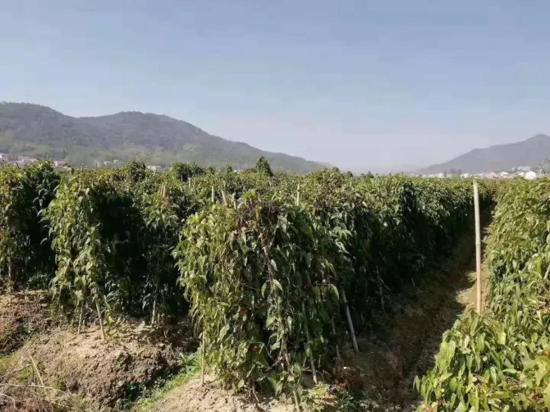 佛手山药山药之王,佛手山药适合什么土壤种植