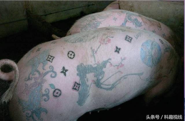 一张猪皮大约多少元,一张猪皮的市场价