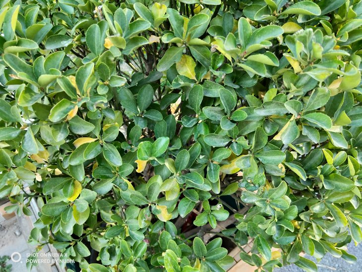 努比亚双摄旗舰曲面屏,努比亚x双屏测评