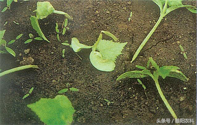 猝倒病防治办法,猝倒病杀菌剂