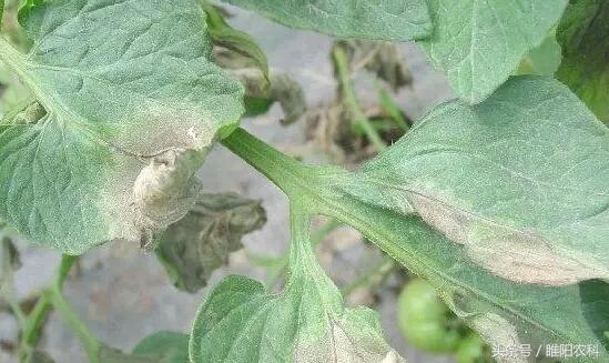 猝倒病防治办法,猝倒病杀菌剂