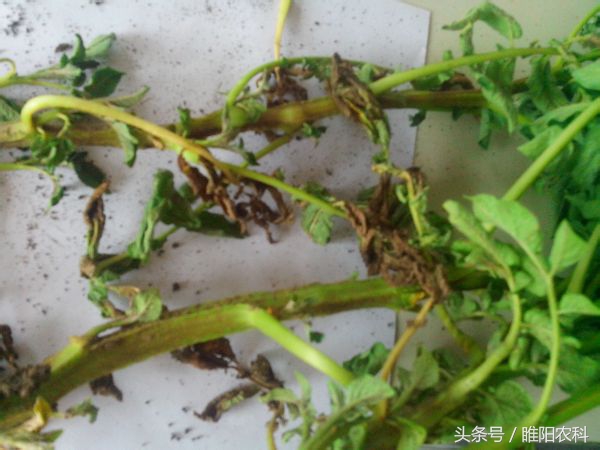 猝倒病防治办法,猝倒病杀菌剂