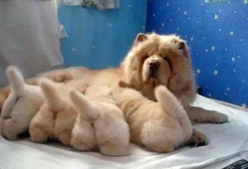 松狮犬母的咬人还是公的咬人,松狮犬养公的还是母的好