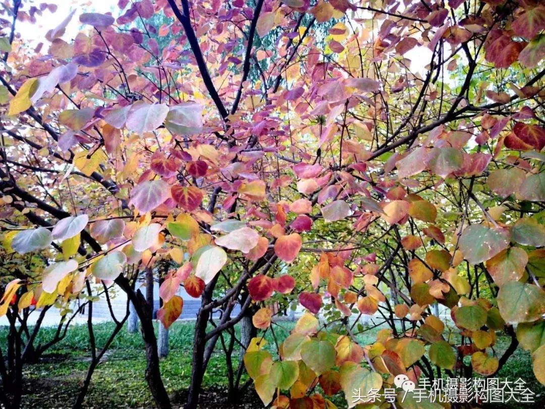 教你如何用手机拍出最好的照片,十个秘诀让你用手机拍出好照片