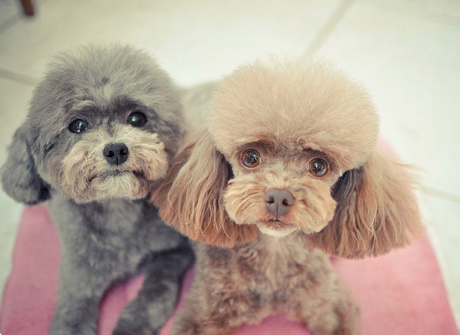 贵宾犬的饲养方法和注意事项,贵宾犬的饲养方法及注意事项