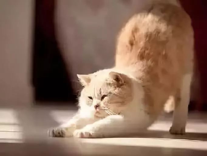 怎么治猫咪不让你摸的坏脾气,如何应对猫咪攻击性