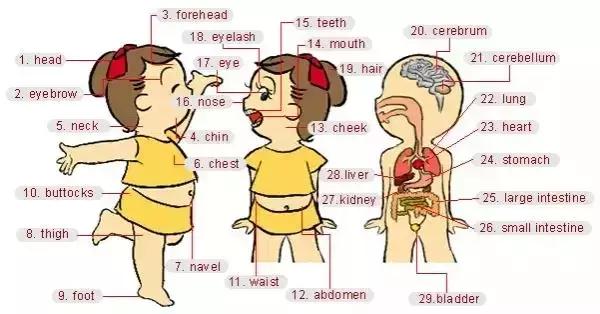 英语老师分享:34张图让孩子记住英语中所有生活词汇!太实用了!