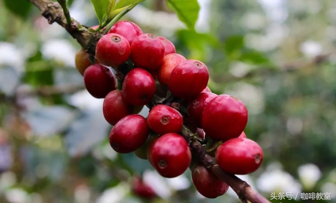 咖啡术语中英对照表,咖啡英文术语