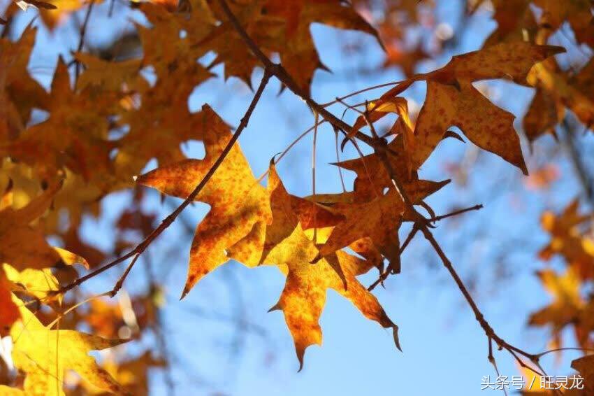 佳能eos最适合新手的单反相机,佳能eos相机哪个型号好