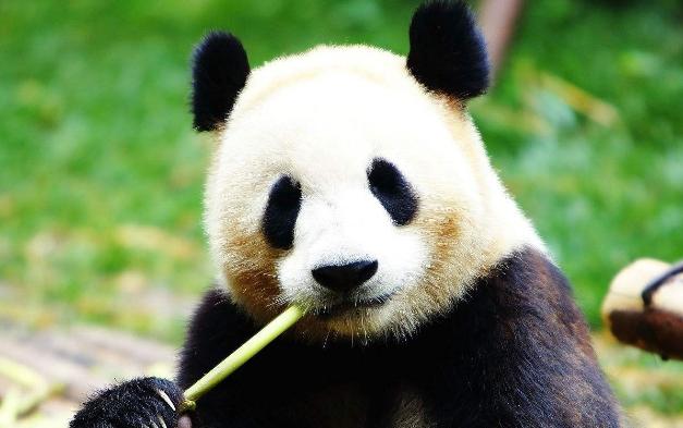 外国人代购中国东西,外国人有人代购国货的吗