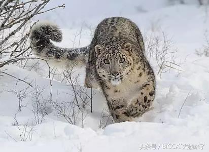 最难见的猫科动物图片,最难见到的巨型动物