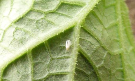 盆栽上长小白蛾子，这么治最简单