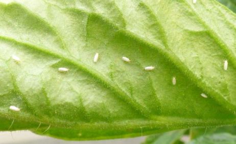 盆栽上长小白蛾子，这么治最简单