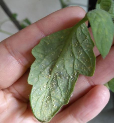 盆栽上长小白蛾子，这么治最简单