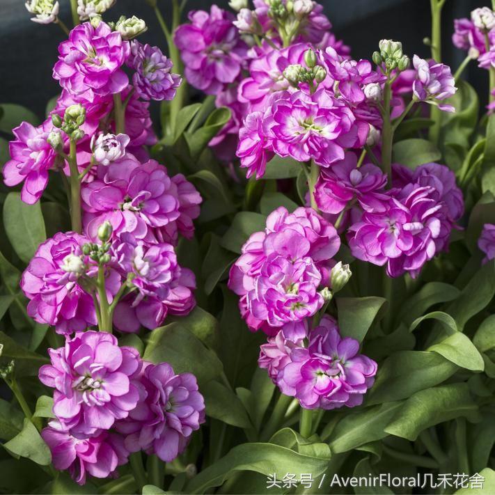 几禾花舍日签丨11月1日质朴—紫罗兰花