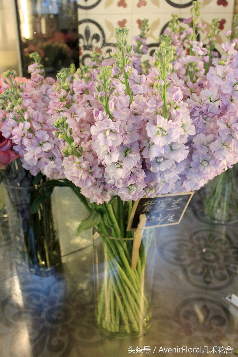 几禾花舍日签丨11月1日质朴—紫罗兰花