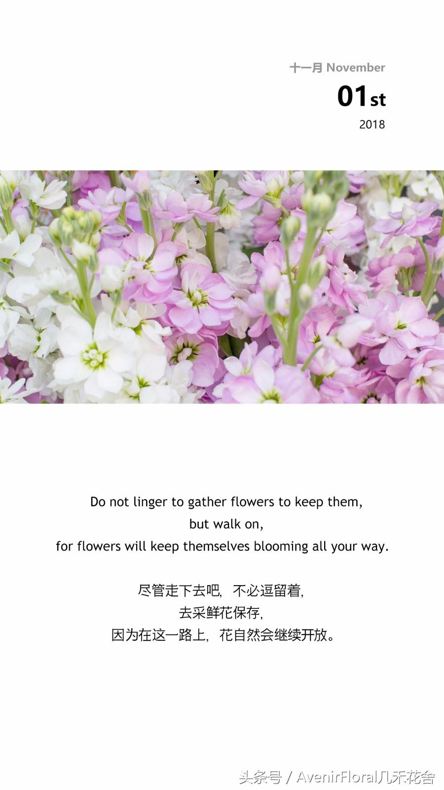 几禾花舍日签丨11月1日质朴—紫罗兰花