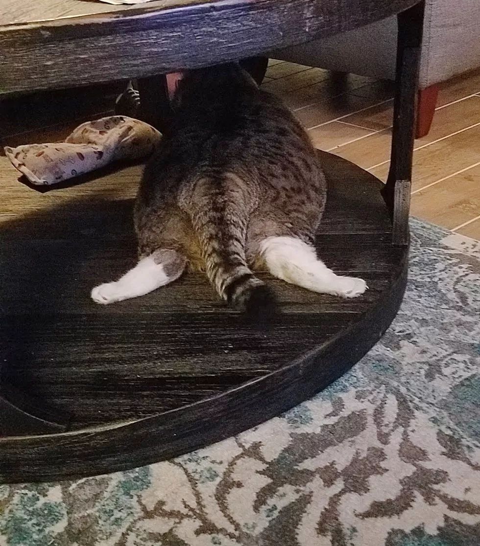 胖子喵星人,胖子就没有人爱吗