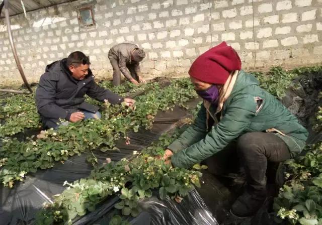 草莓冬季室内管理方法,草莓管理的正确方法