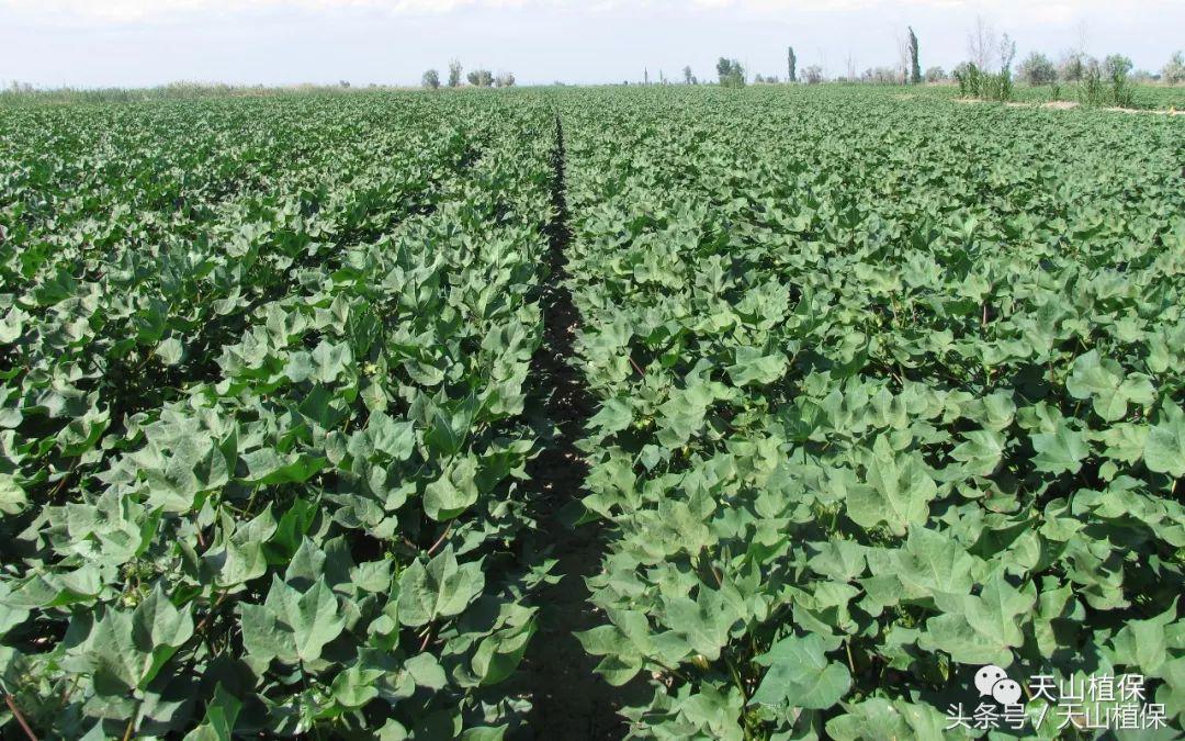 控制植物疯长的绝招,棉花疯长后有什么办法吗
