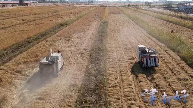 小站稻来源,小站稻是稻米还是粳米