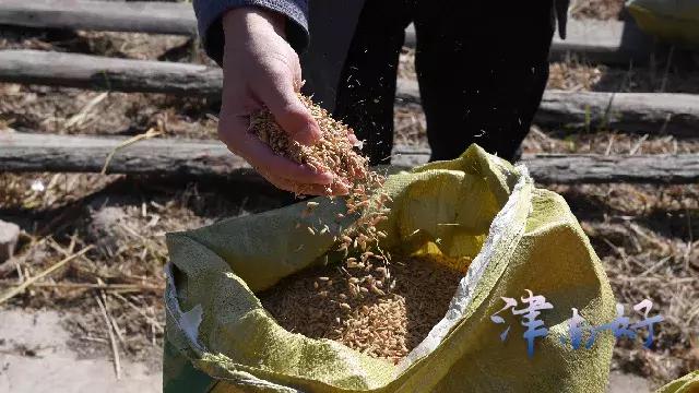 小站稻来源,小站稻是稻米还是粳米