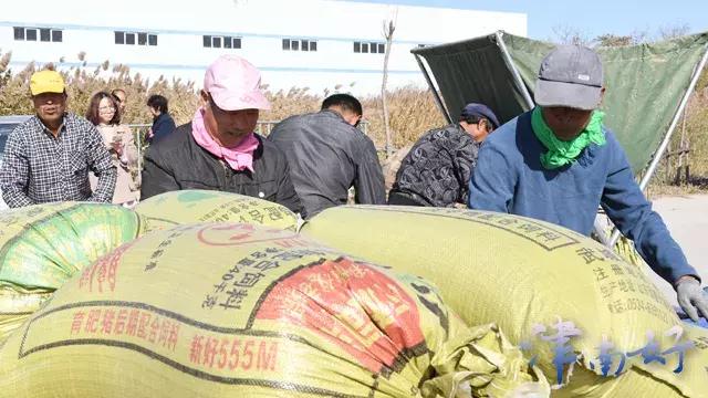 小站稻来源,小站稻是稻米还是粳米