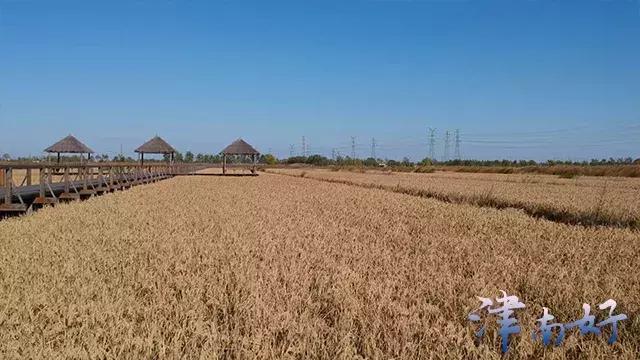 小站稻来源,小站稻是稻米还是粳米