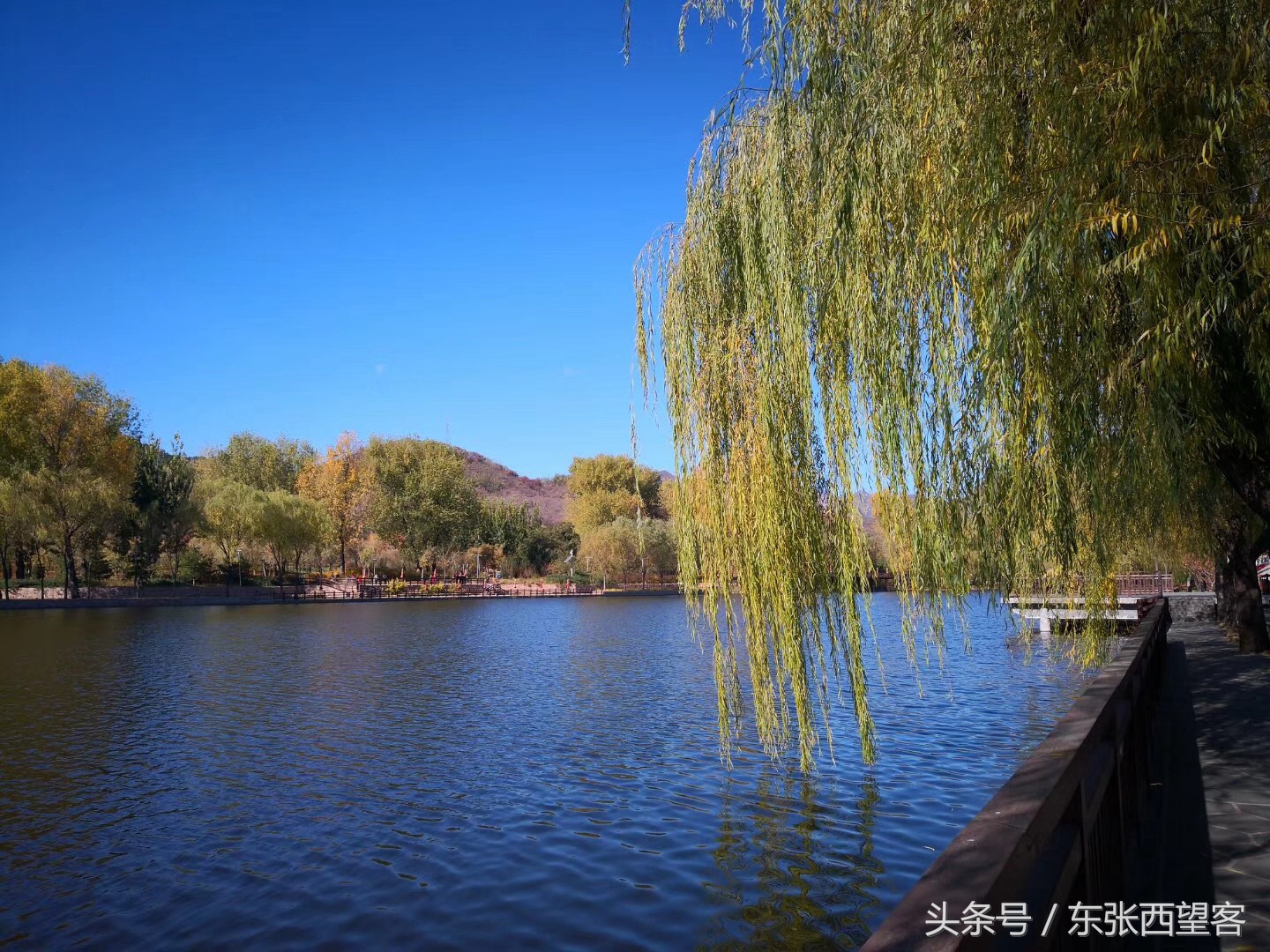 七绝碧水垂柳,垂柳诗句七绝